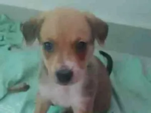 Cachorro raça SRD-ViraLata idade 2 a 6 meses nome cachorro