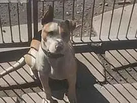 Cachorro raça Pit-Bull idade 7 a 11 meses nome maillom 
