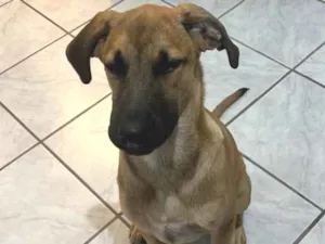Cachorro raça SRD-ViraLata idade 2 a 6 meses nome Rock
