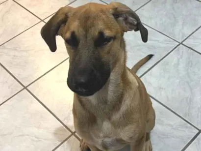 Cachorro raça SRD-ViraLata idade 2 a 6 meses nome Rock