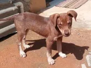 Cachorro raça SRD-ViraLata idade 2 a 6 meses nome não tem nome