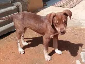 Cachorro raça SRD-ViraLata idade 2 a 6 meses nome não tem nome