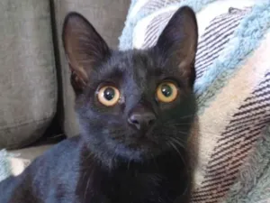 Gato raça SRD-ViraLata idade 2 a 6 meses nome ainda nn tem nome 