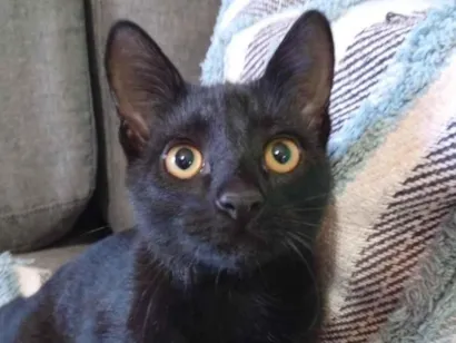 Gato raça SRD-ViraLata idade 2 a 6 meses nome ainda nn tem nome 