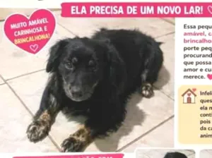 Cachorro raça SRD-ViraLata idade 3 anos nome princesa