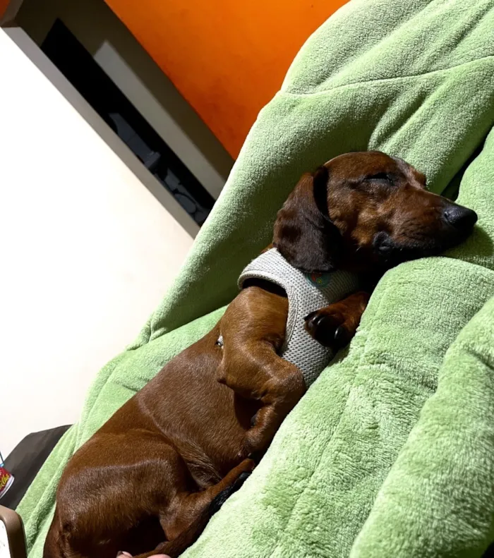 Cachorro raça Basset-Cofap idade 3 anos nome Einstein