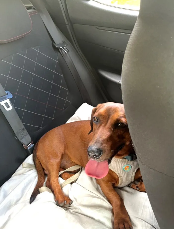 Cachorro raça Basset-Cofap idade 3 anos nome Einstein