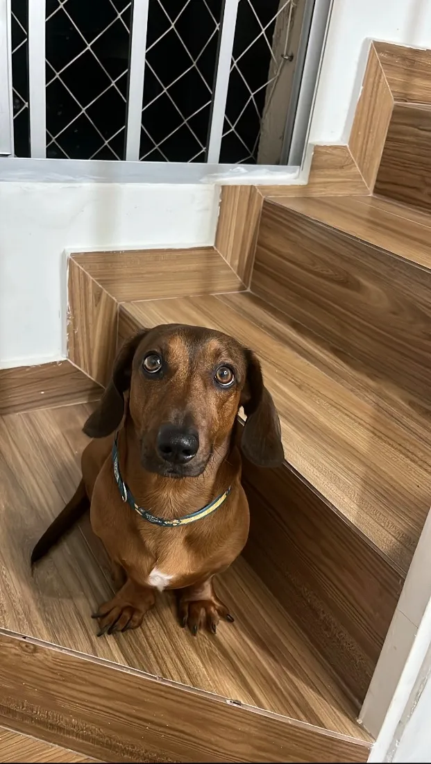 Cachorro raça Basset-Cofap idade 3 anos nome Einstein