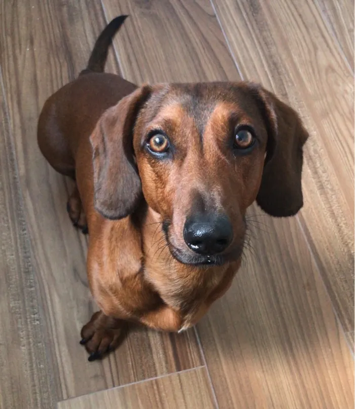 Cachorro raça Basset-Cofap idade 3 anos nome Einstein