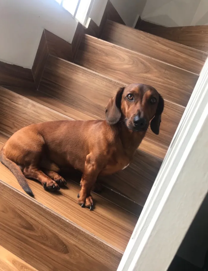 Cachorro raça Basset-Cofap idade 3 anos nome Einstein