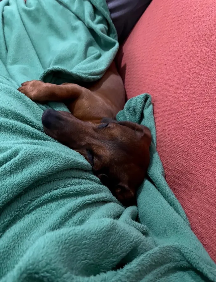Cachorro raça Basset-Cofap idade 3 anos nome Einstein