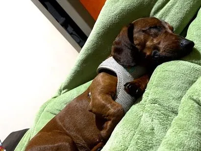 Cachorro raça Basset-Cofap idade 3 anos nome Einstein