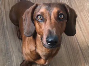 Cachorro raça Basset-Cofap idade 3 anos nome Einstein
