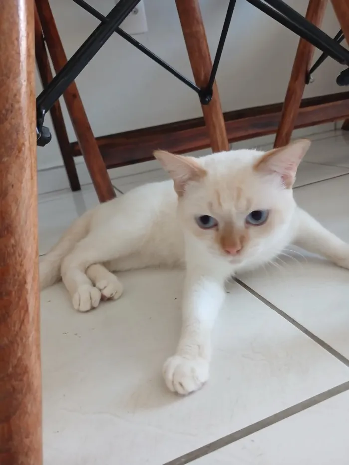 Gato raça SRD-ViraLata idade 1 ano nome Floquinho e arisco