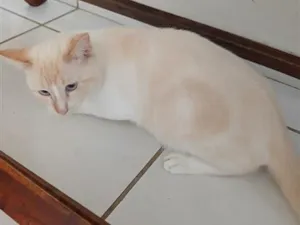 Gato raça SRD-ViraLata idade 1 ano nome Floquinho e arisco