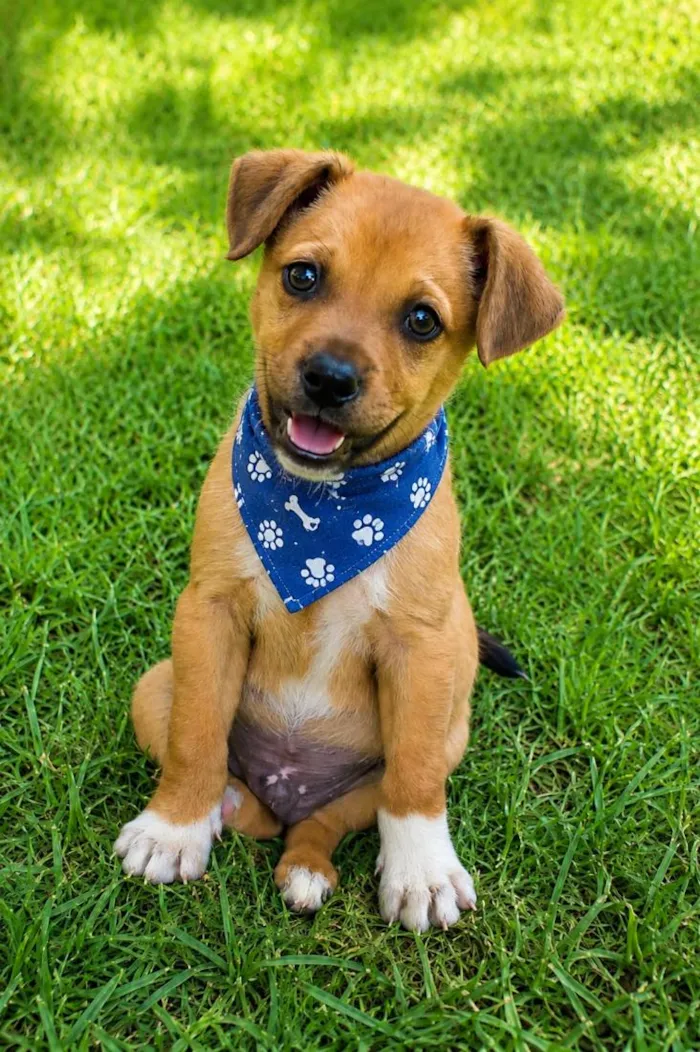Cachorro raça SRD-ViraLata idade 2 a 6 meses nome Leonel Jr