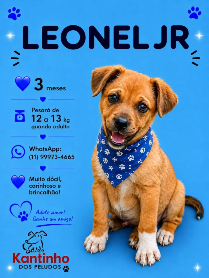 Cachorro raça SRD-ViraLata idade 2 a 6 meses nome Leonel Jr