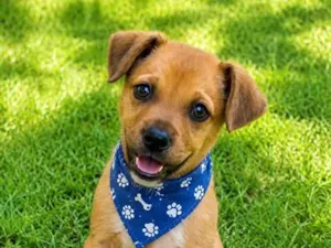 Cachorro raça SRD-ViraLata idade 2 a 6 meses nome Leonel Jr