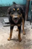 Scooby