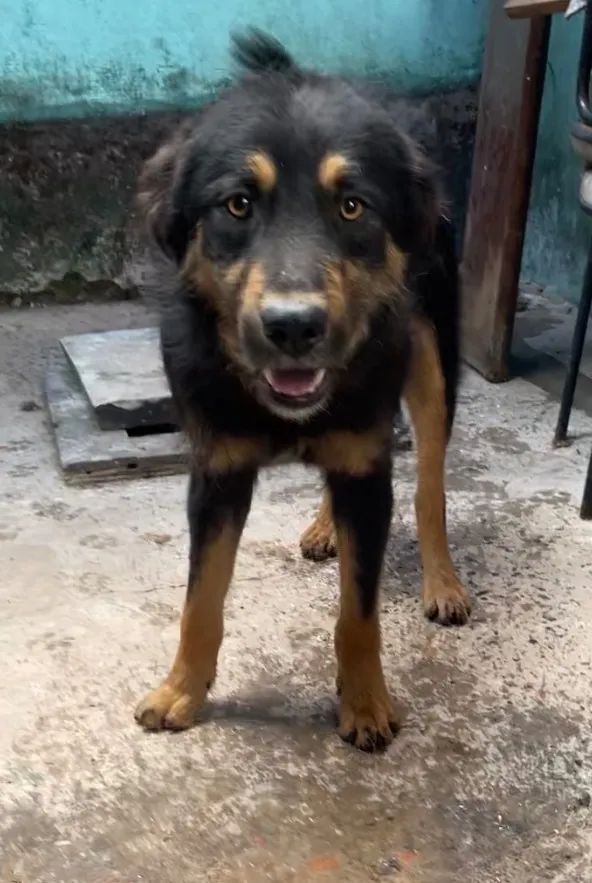 Cachorro raça SRD-ViraLata idade 1 ano nome Scooby