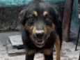 Scooby