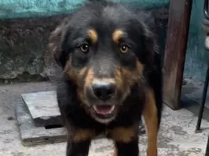 Cachorro raça SRD-ViraLata idade 1 ano nome Scooby