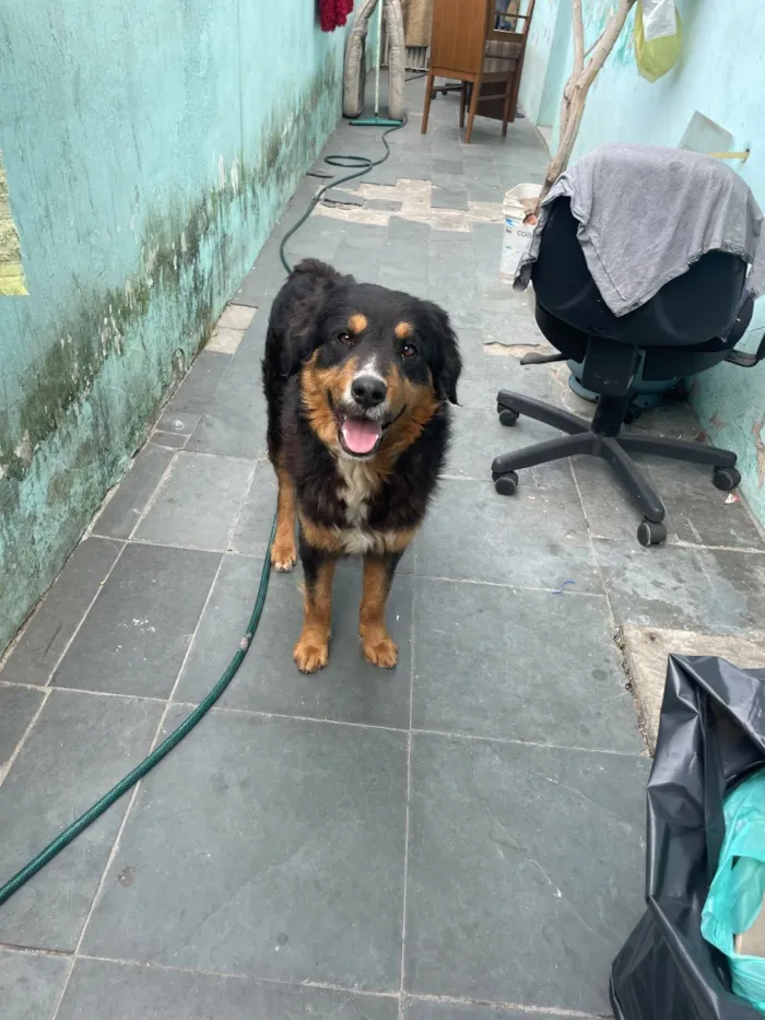 Cachorro raça SRD-ViraLata idade 1 ano nome Thor
