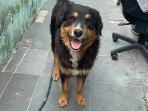 Cachorro raça SRD-ViraLata idade 1 ano nome Thor