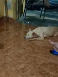 Branquinho 