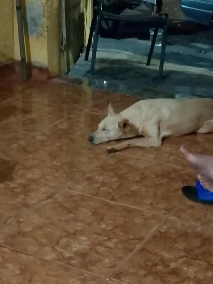 Cachorro raça SRD-ViraLata idade 3 anos nome Branquinho 