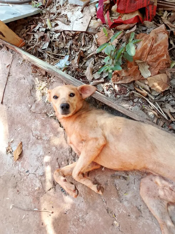 Cachorro raça SRD-ViraLata idade 3 anos nome Branquinho 
