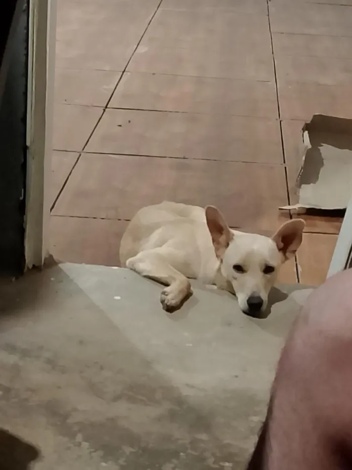 Cachorro raça SRD-ViraLata idade 3 anos nome Branquinho 