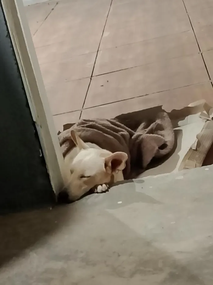 Cachorro raça SRD-ViraLata idade 3 anos nome Branquinho 
