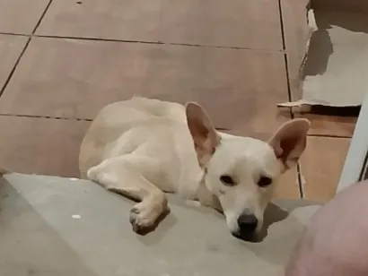 Cachorro raça SRD-ViraLata idade 3 anos nome Branquinho 