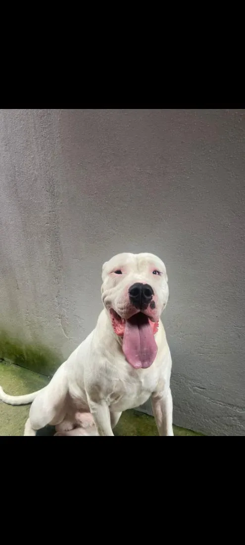 Cachorro raça SRD-ViraLata idade 3 anos nome makhulu bravos 