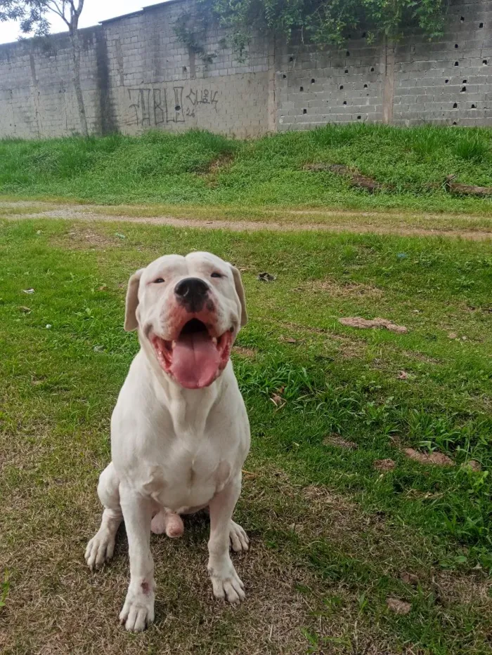 Cachorro raça SRD-ViraLata idade 3 anos nome makhulu bravos 