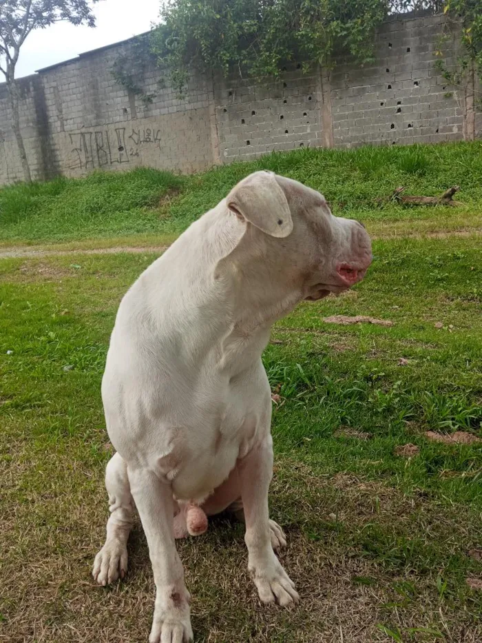 Cachorro raça SRD-ViraLata idade 3 anos nome makhulu bravos 