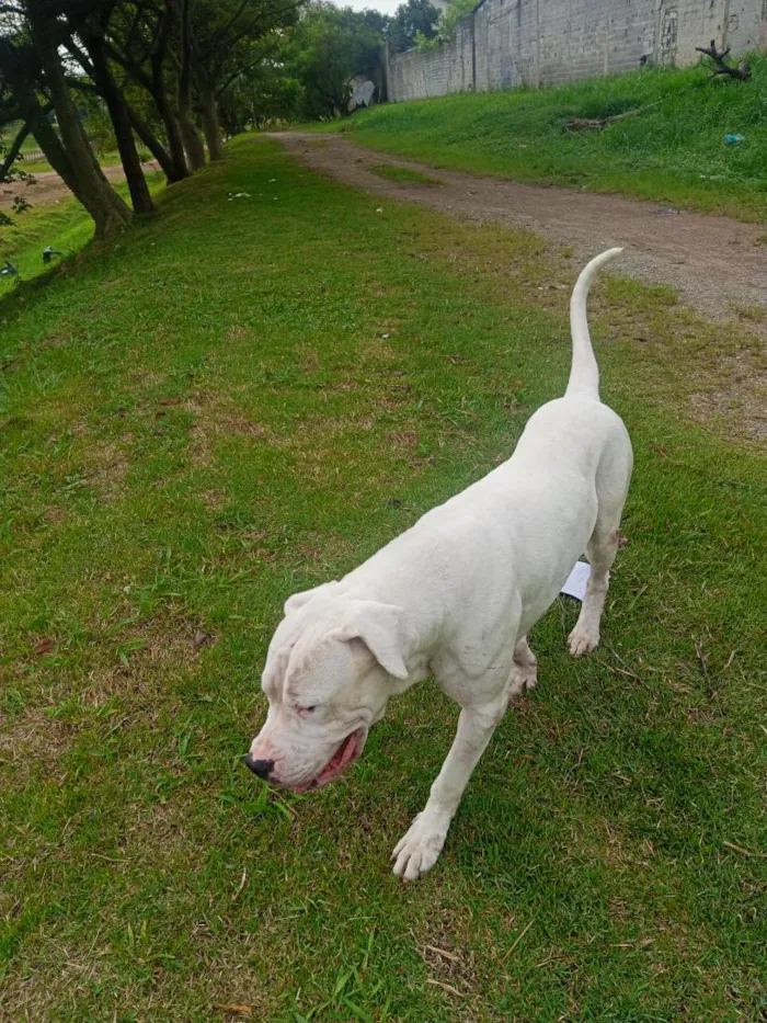 Cachorro raça SRD-ViraLata idade 3 anos nome makhulu bravos 