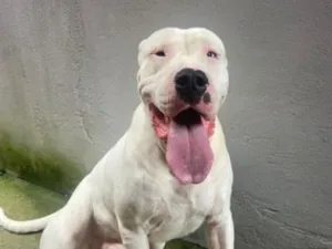 Cachorro raça SRD-ViraLata idade 3 anos nome makhulu bravos 