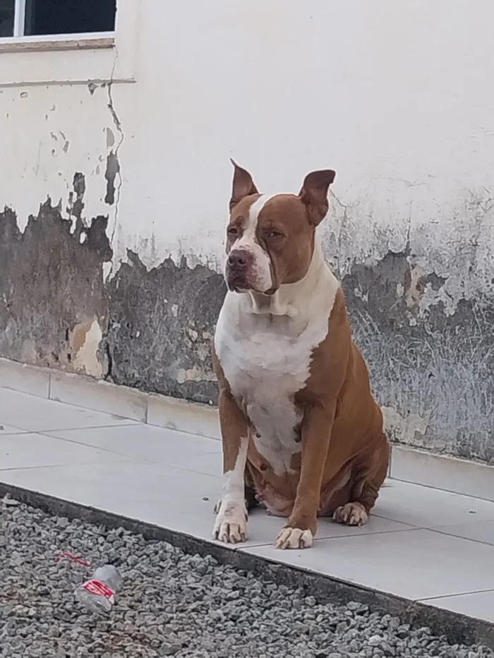 Cachorro raça Pit-Bull idade 3 anos nome Layla