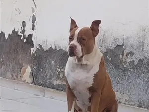 Cachorro raça Pit-Bull idade 3 anos nome Layla