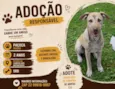 Paçoca e Zeus 