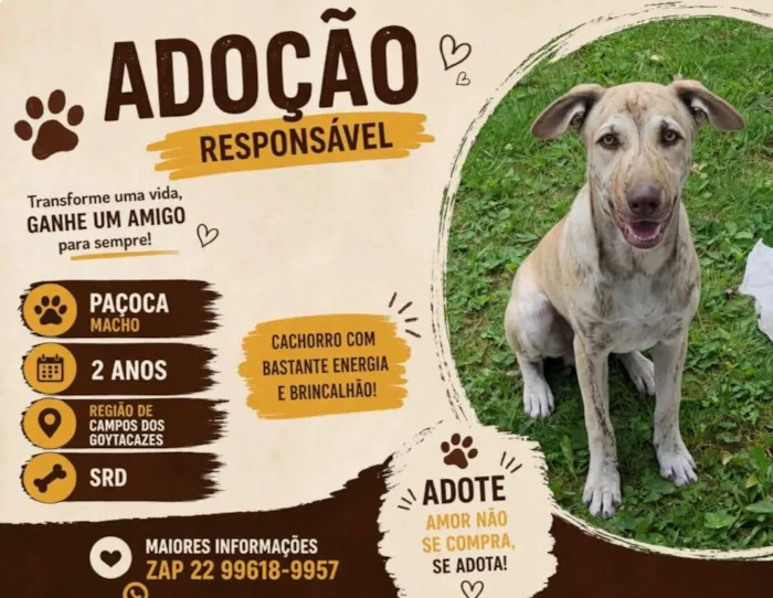Cachorro raça SRD-ViraLata idade 2 anos nome Paçoca e Zeus 