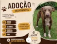 Paçoca e Zeus 