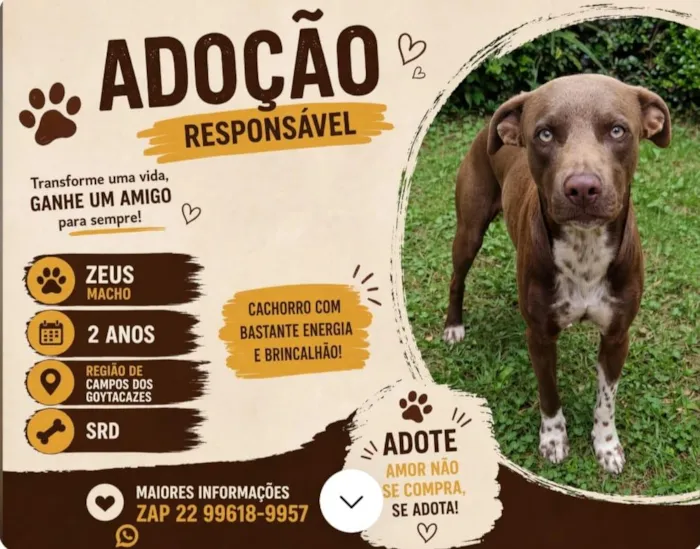 Cachorro raça SRD-ViraLata idade 2 anos nome Paçoca e Zeus 