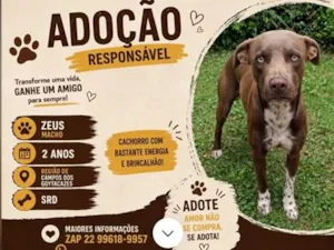 Cachorro raça SRD-ViraLata idade 2 anos nome Paçoca