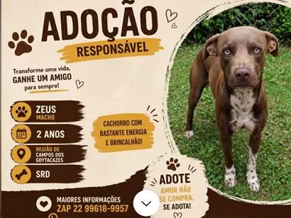 Cachorro raça SRD-ViraLata idade 2 anos nome Paçoca e Zeus 