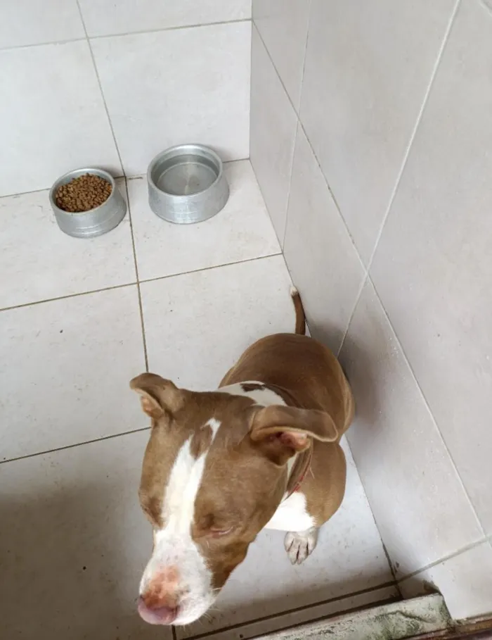 Cachorro raça Pit-Bull idade 2 anos nome Bruce