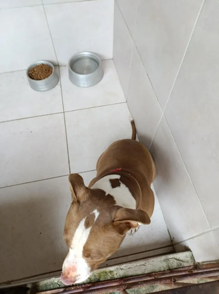 Cachorro raça Pit-Bull idade 2 anos nome Bruce