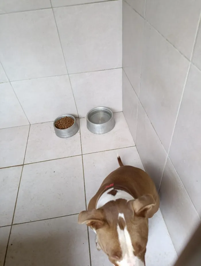 Cachorro raça Pit-Bull idade 2 anos nome Bruce